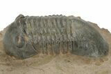 Corynexochid (Paralejurus) Trilobite - Lghaft, Morocco #210166-3